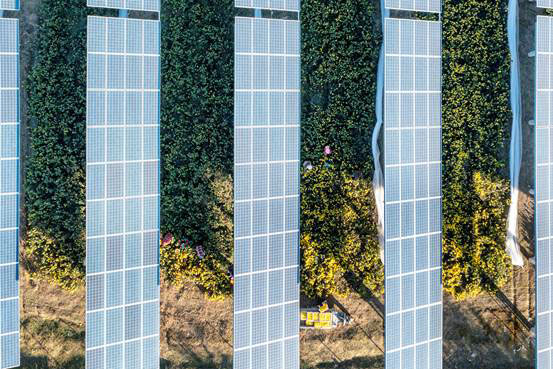 農(nóng)光互補(bǔ)光伏電站助力碭山農(nóng)戶實(shí)現(xiàn)雙增收