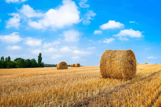 生物質(zhì)能源是什么能源？